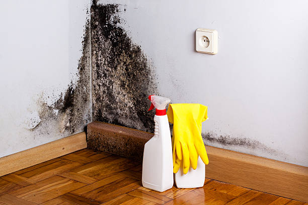 Mold Removal Process in Smoke Rise, AL