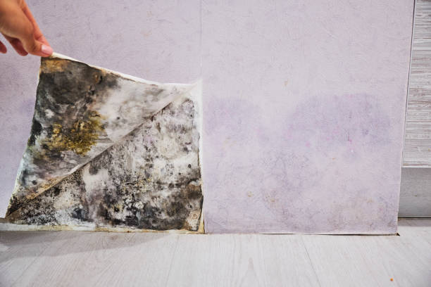 Best Residential Mold Removal  in Smoke Rise, AL